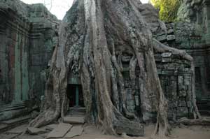 Dafür ist Ta Prohm berühmt: Bäume überwuchern die Tempelmauern.